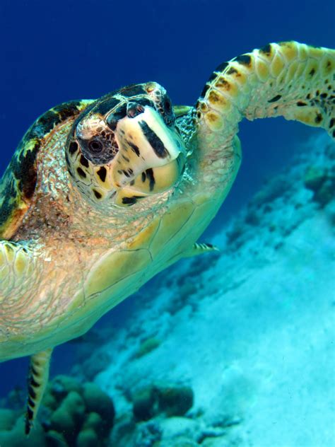 Hawksbill Turtle Visit Bonaire Turtle Ocean Creatures Animals