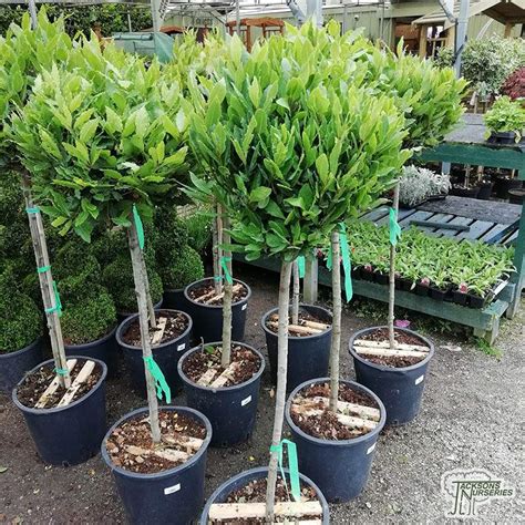 Buy Laurus Nobilis Lollipop Bay Laurel In The Uk