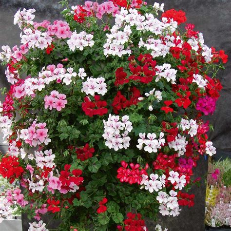 Types Of Geranium Plants The Home Garden