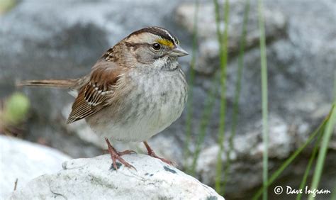 White Throated Sparrow Surprise