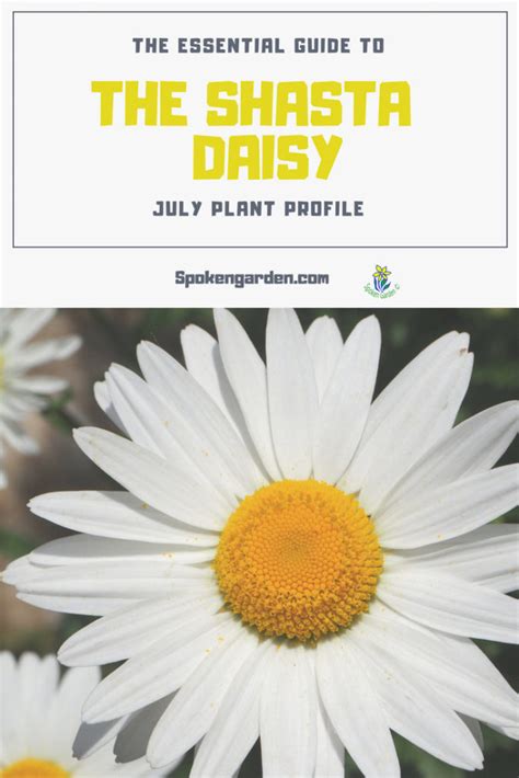 The Essential Guide To The Shasta Daisy July Plant Profile Spoken Garden