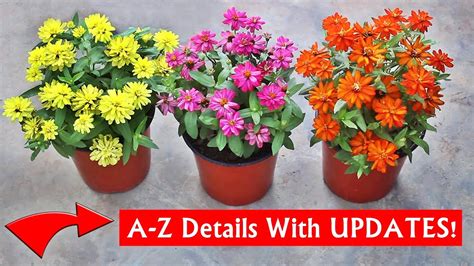 How To Grow Zinnia From Seeds And Get Maximum Flowers Youtube