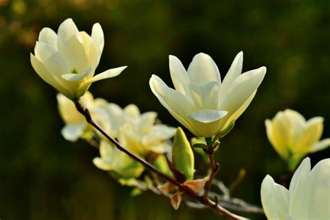 11 Magnolia Flowers Types Every Southerner Should Know