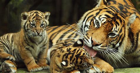 Rare Sumatran Tiger Cubs Make Their Debut At Australian Zoo Mirror Online