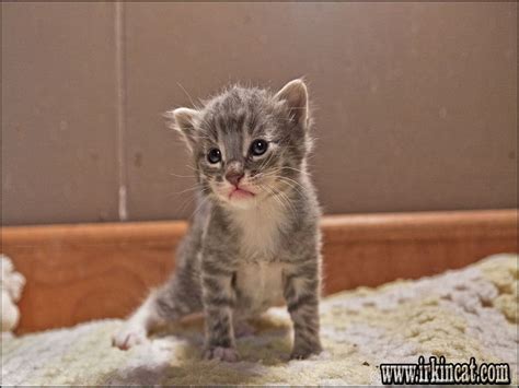712 fairview st houston tx 77006. Who Else Wants to Learn About Rescue Kittens Near Me ...