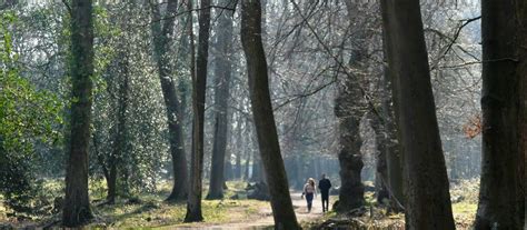 The man is my grandpa with his two black labradors. People walking along path in Leigh Woods | Leigh woods