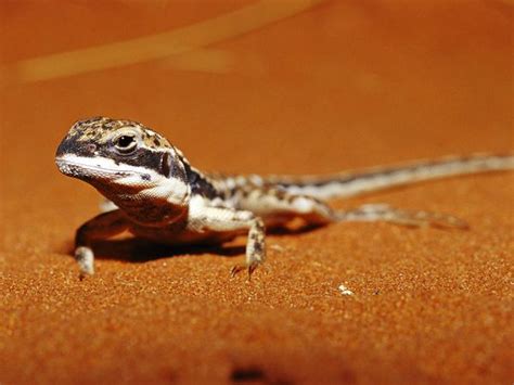 World Visits Sahara Desert Animals Dangers Animals