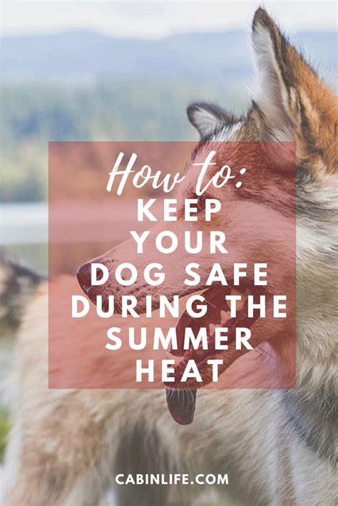 How To Keep Your Dog Safe During The Summer Heat Dog Safe Dogs Your Dog