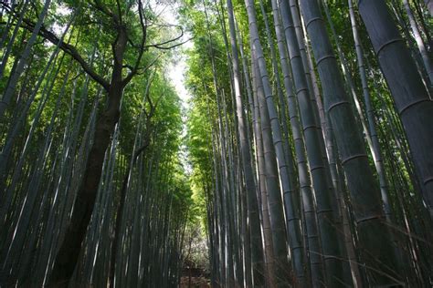 Japan Sagano Bamboo Forest Kyoto 02