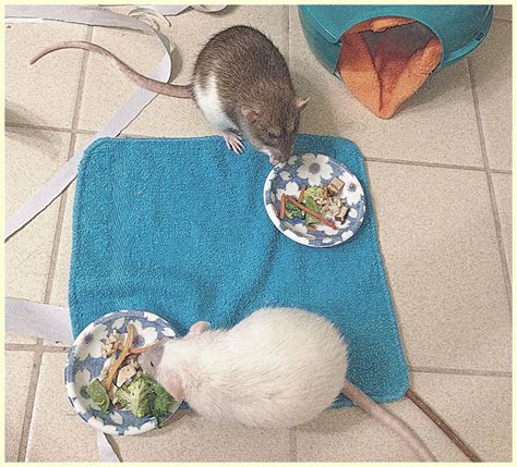 Pet Rat Diet And Nutrition About Pet Rats Pet Rats Rats Cute Rats
