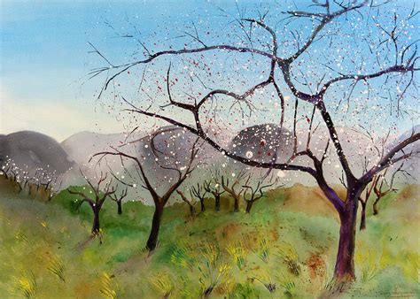 Almond Trees In Early Spring Painting By Jenny Anne Morrison Fine Art