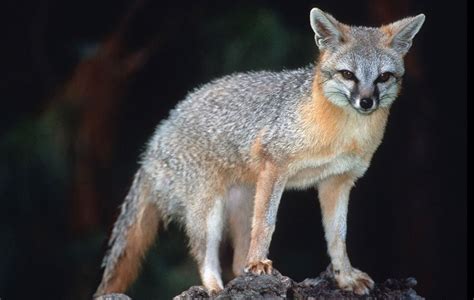 Gray Fox Wildlife Illinois
