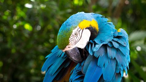 See more ideas about tropical animals, animals, tropical. Tropical Rainforest Cute Animal Blue Parrot Preview ...