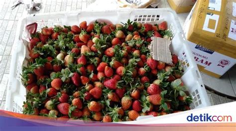 Google translate malay to arab. Strawberry Asal Bandung Sudah Dikirim ke Malaysia hingga ...