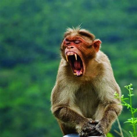 Funny Faces Animals Very Funny Animal Facesl With Images Funny Animal Faces Funny Animals