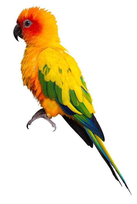 Parrots Sun Cornure Yellow And Green Parrots Are Raised