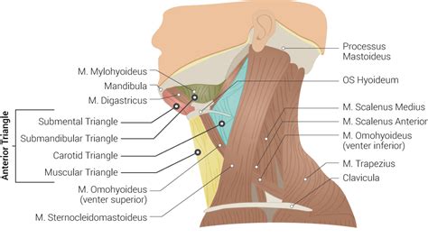 Anatomy Head And Neck Submental Triangle Article