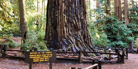 Learn About Coast Redwoods In Northern California Santa Cruz Mountains