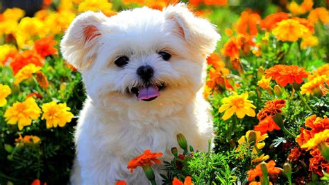 Cute White Puppy Sa Makukulay Na Flower Field Na May Tongue Out Hayop
