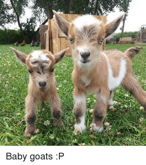 25 Best Memes About Baby Goats Baby Goats Memes
