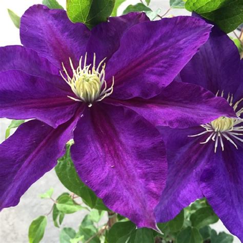 The Duchess Of Cornwall™ Clematis Plant Addicts