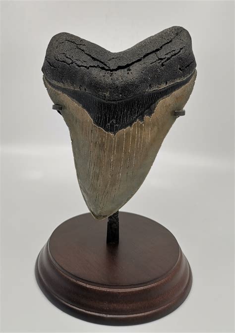 Megalodon Shark Tooth For Sale 566 Inches Fossil Realm