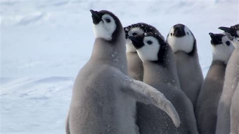 Bbc One Spy In The Snow Penguin Chicks Stand Their Ground