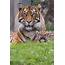 TOURISM Fota Wildlife Park Names Their New Sumatran Tiger Cub – TheCorkie