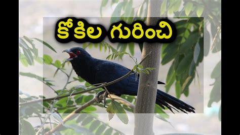 About Koyila Kokila కోకిల గురించి Cuckoo Bird In Telugu Koyila