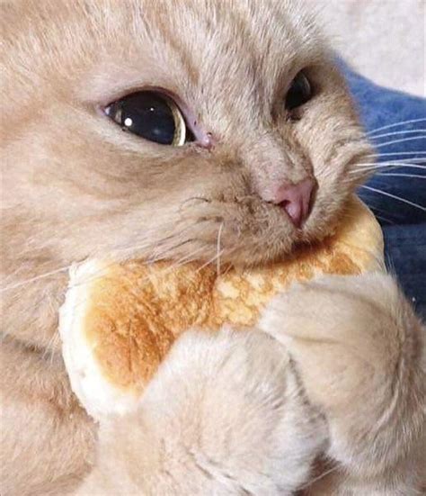 Cat Eating Pancake Raww