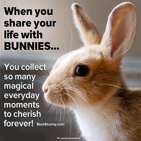 Magical Everyday Moments Bunnies Give Us So Many