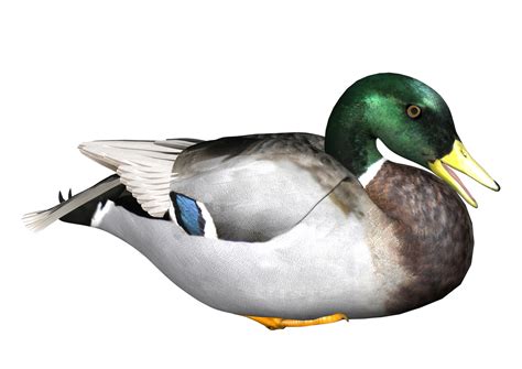 Duck Png Png All Png All