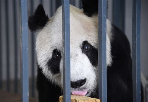 China Xinhua News On Twitter Heartbreaking Hero Panda Pan Pan Dies