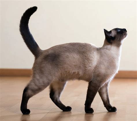 Siamese Cat Personality Appearance History Health Issues And Lifespan