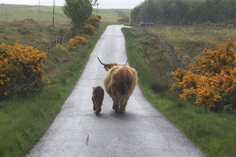 Visitscotland A Highland Coo And Her Calf Wandering Down An Empty Road