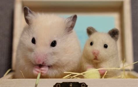 15 Interesting Facts About Hamsters Petpress
