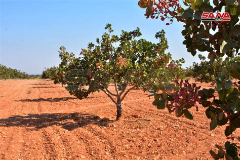 Pistachio Harvesting Season In Homs Province Syrian Arab News Agency