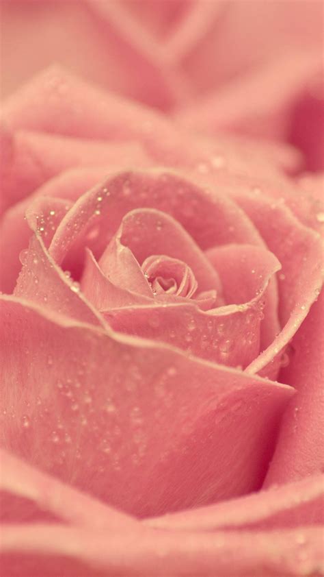 Pink Rose Best Htc One Wallpapers Free And Easy To Download