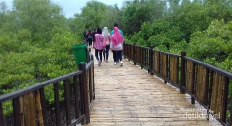 Ekowisata Hutan Mangrove Wonorejo Sudut Adem Di Surabaya