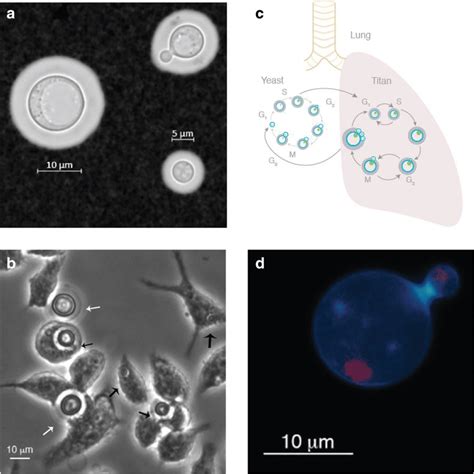 Cryptococcus Neoformans Grows As A Heterogeneous Population Of Yeast