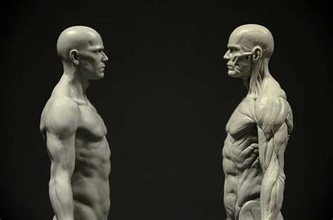 3d Character Anatomy Critique — Polycount