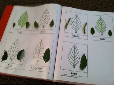 Montessori Botany Parts Of A Stem A Leaf A Seed The Natural Homeschool