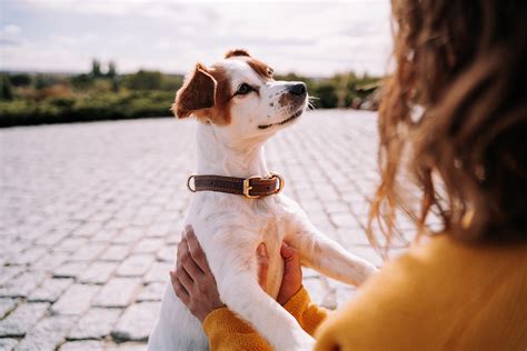 Why Do Humans And Dogs Bond