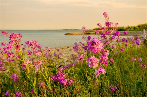 We've included a wide variety of various blooms, including common types of flowers and maybe some species you've never heard of. landscape, Sea, Flowers Wallpapers HD / Desktop and Mobile ...