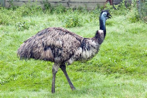Meet Emu A Goofy Looking Bird Endemic To Australia
