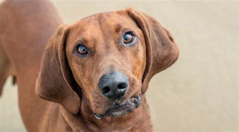 17 Red Dog Breeds Most Popular Breeds With Long And Short Red Coats