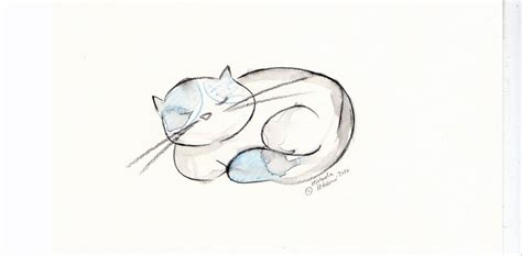 Curled Up Cat Drawing At Explore Collection Of
