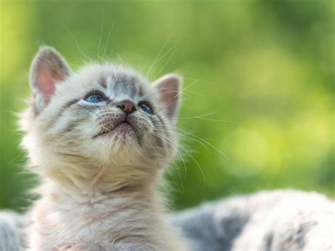 Katzendamen sind normalerweise mit 6 bis 9 monaten geschlechtsreif. Katze entwurmen: warum und wann? - Yarrah.de