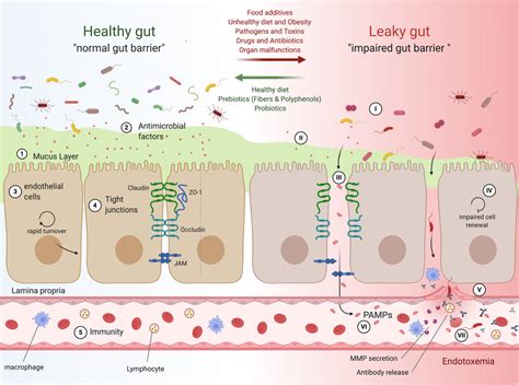 Gut Microbiome Endocrine Control Of Gut Barrier Function And Metabolic