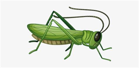 Grasshopper Insect Clipart Clipart Library Clip Art Library